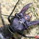 Illustration for article titled World's largest—and most gross—aquatic insect discovered in China